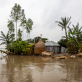 House and trees surround by water in Bangladesh